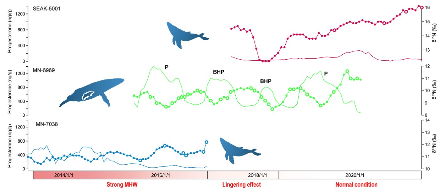 Progesterone and isotope time series