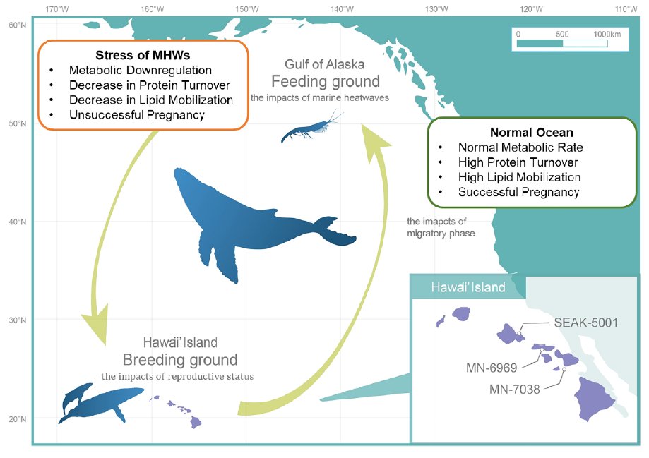 Effects of marine heatwaves on whales